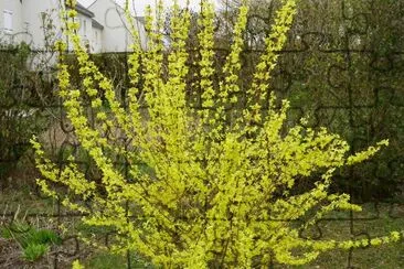 פאזל של forsythia