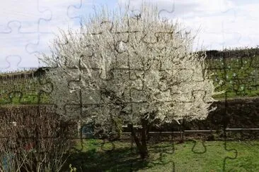 פאזל של Prunus du jardin