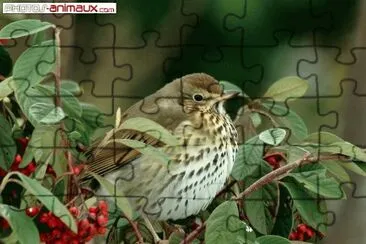 grive jigsaw puzzle