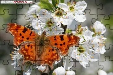 papillon-1 jigsaw puzzle