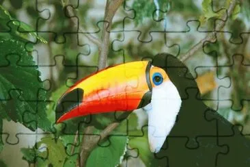 פאזל של toucan