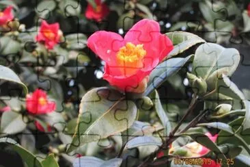 פאזל של Camelia