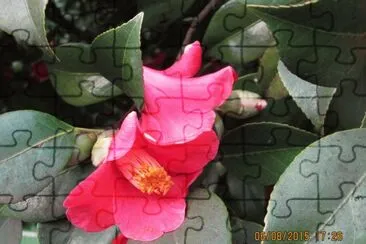 פאזל של Camelia