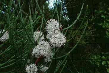 hakea drupacea