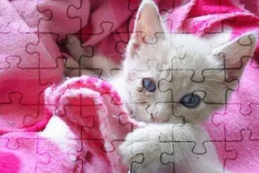 animalitos jigsaw puzzle