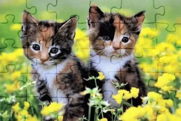 gatos jigsaw puzzle