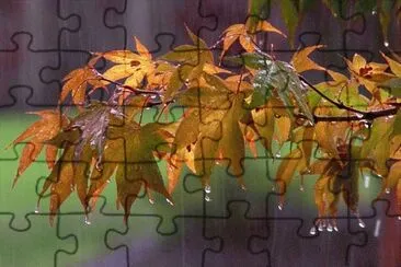 14 jigsaw puzzle