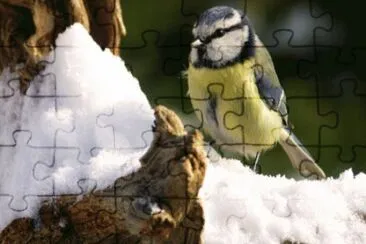 6 jigsaw puzzle