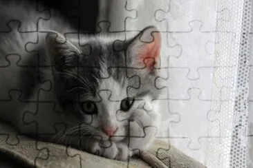 gatito jigsaw puzzle