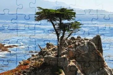 Lone_Cypress_Monterey _Bay