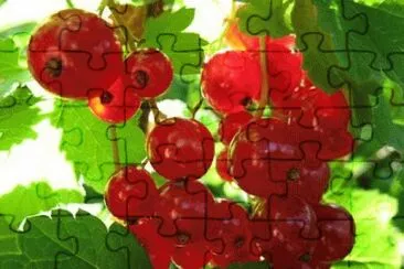 ribes jigsaw puzzle