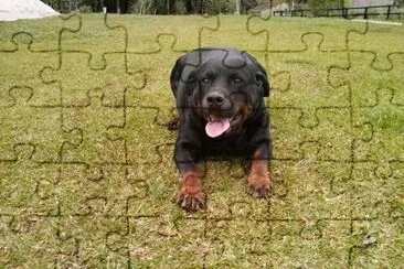 Neguinho jigsaw puzzle