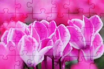 ciclamino jigsaw puzzle