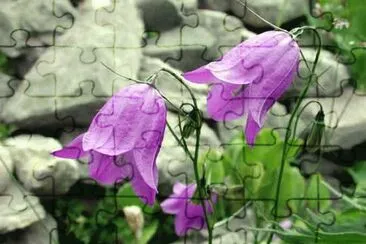 campanula jigsaw puzzle