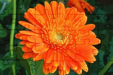 calendula