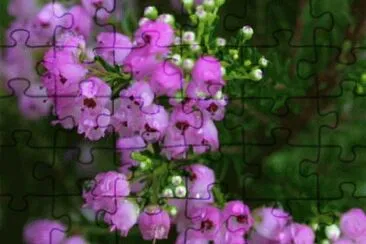 erica jigsaw puzzle