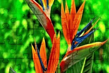 strelitzia