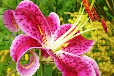 lilium