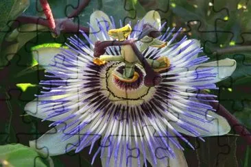 passiflora