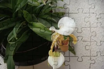 Minha Sapatinho jigsaw puzzle