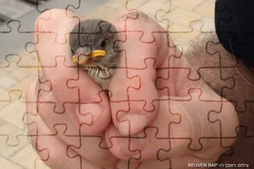 ×’×•×–×œ jigsaw puzzle