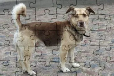 ×›×œ×‘ jigsaw puzzle