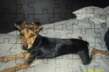  jigsaw puzzle