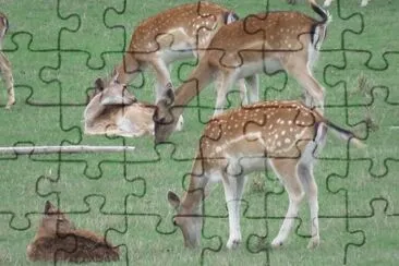 ×¢×•×¤×¨×™× jigsaw puzzle