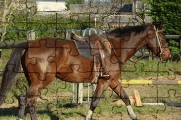 cheval au travail