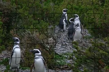 פאזל של PingÃ¼inos en la Patagonia Argentina