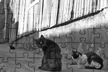 gatos B/N jigsaw puzzle