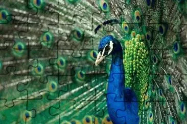 pavo real