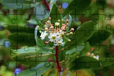 flores de canelo