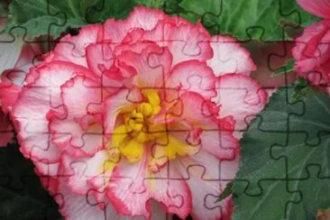 begonia