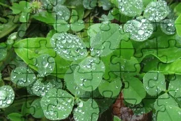 Clover in the morning dew