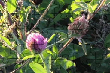 Purple thistle