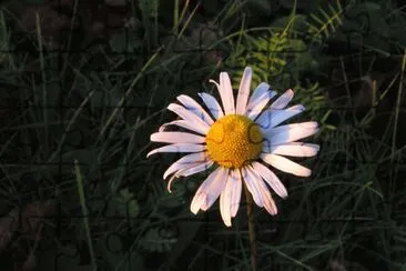 Daisy at dusk