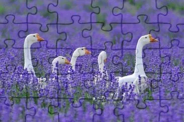 Natureza jigsaw puzzle