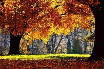 otoÃ±o jigsaw puzzle