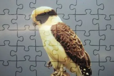 aves jigsaw puzzle