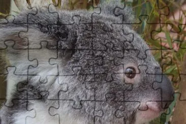 Koala Bear jigsaw puzzle