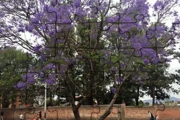 Jacarandá