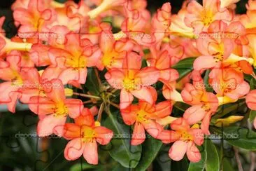 flor del desierto