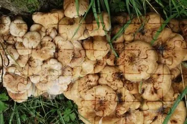 champignons jigsaw puzzle