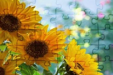 girasol jigsaw puzzle