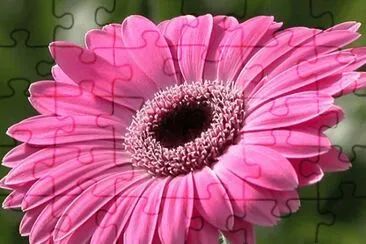 gerbera