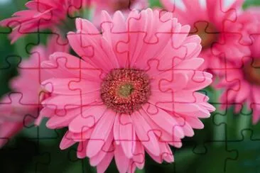 gerbera