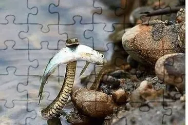 ×“×’ jigsaw puzzle