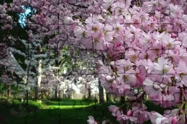 sakura