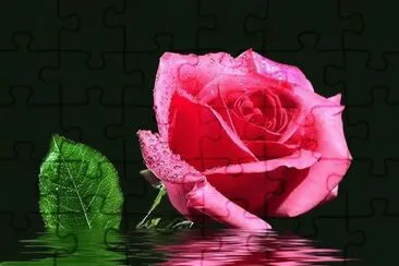 rosas